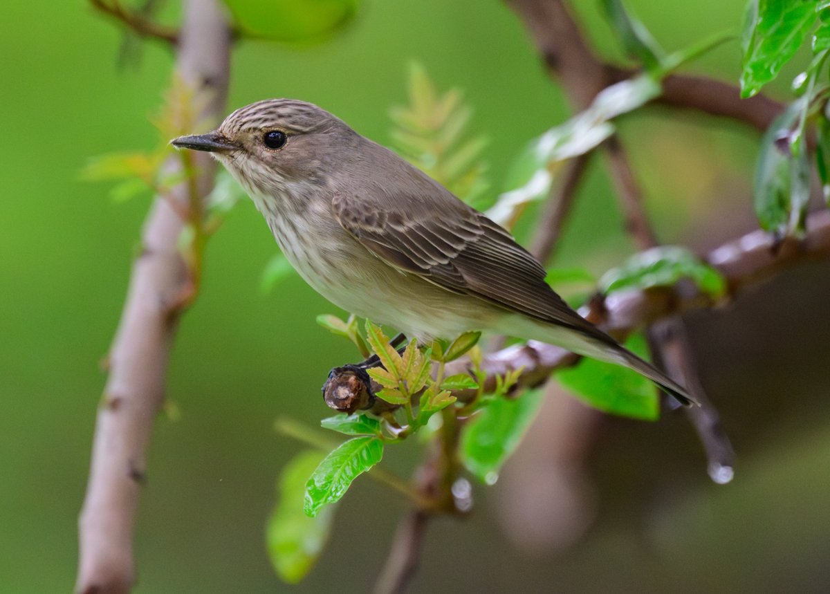 dparody's tweet image. First sighting for me of a Spotted Flycatcher #birding