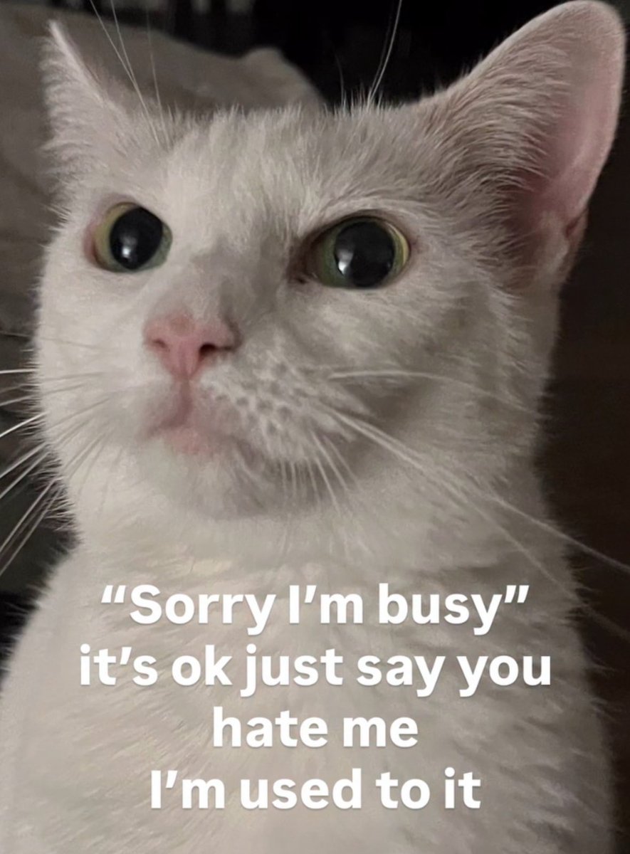 No Context Cats tweet media