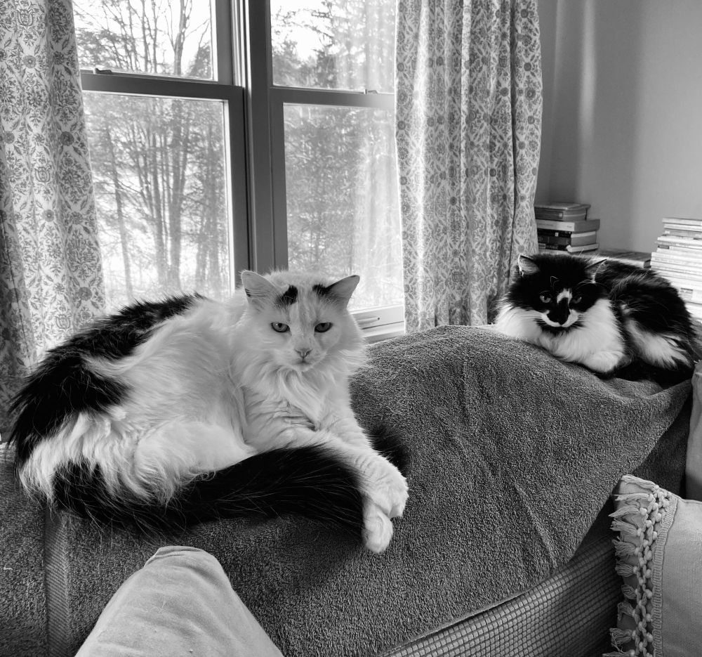 MiddVt's tweet image. Good to see another picture of Jet enjoying himself in the sun on this #Friyay. 🐈‍⬛🐈‍⬛  Nice sunny morning here as well, so Chloe and I are sitting in the sun☀️☀️ as well.  Paw-waves to you for a good #CatsNoirFriday!  🐾🐾