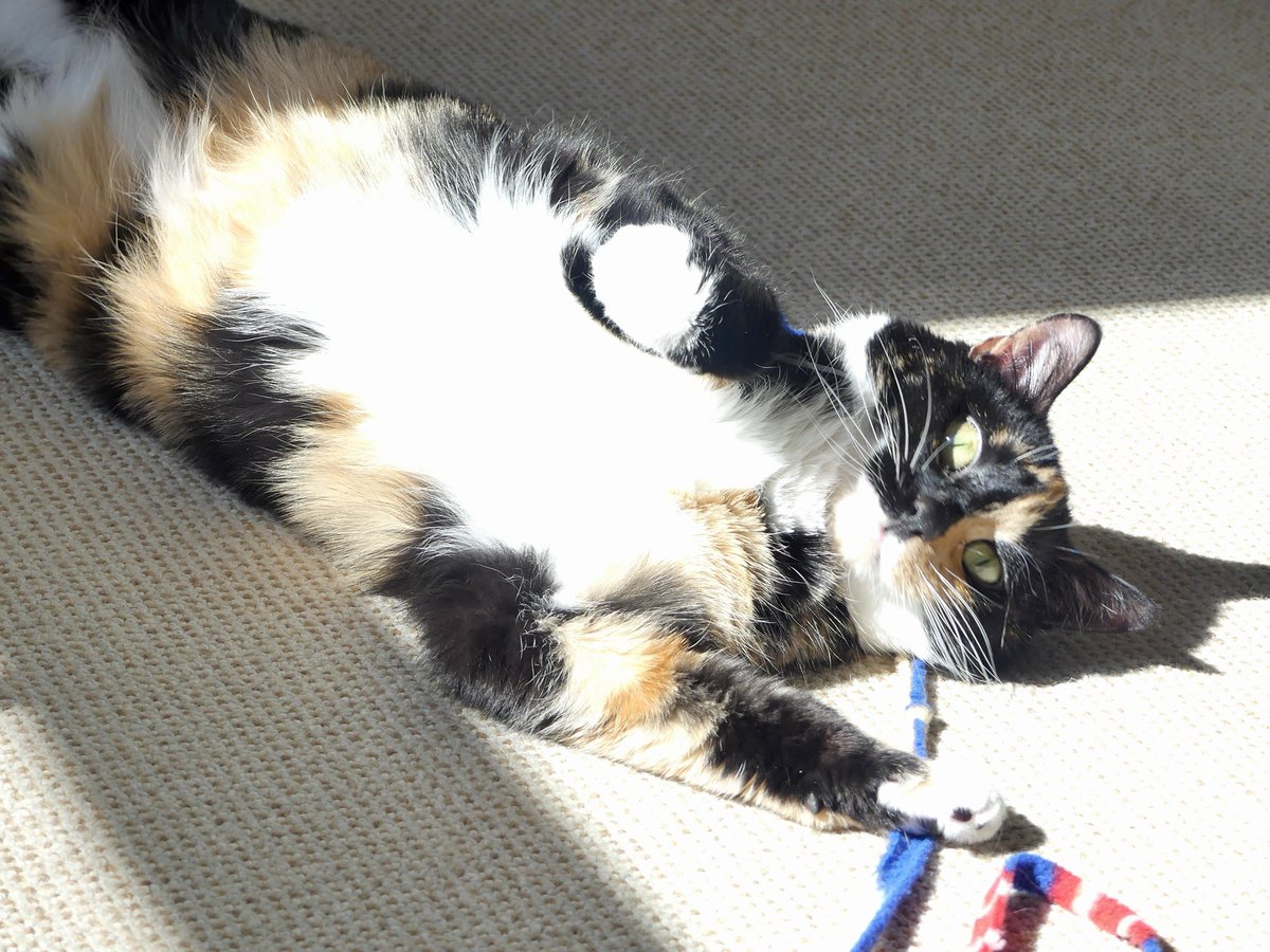 SAFEteamrescue's tweet image. Happy Friday from adoptable kitty, Pearl!  This Sunny Bunny loves stretching out in warm sunshiny patches and she loves her wand toy fun and games!  Pearl also treasures her togetherness time and she is going to be a terrific forever family member.  She is 1.5 years old and she