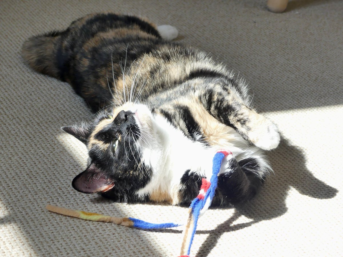 SAFEteamrescue's tweet image. Happy Friday from adoptable kitty, Pearl!  This Sunny Bunny loves stretching out in warm sunshiny patches and she loves her wand toy fun and games!  Pearl also treasures her togetherness time and she is going to be a terrific forever family member.  She is 1.5 years old and she