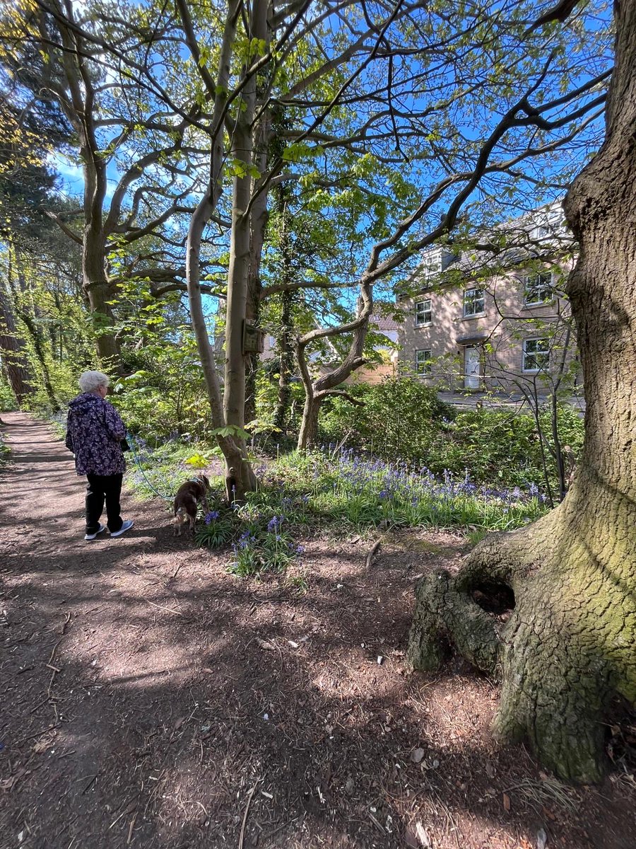 cater_paul's tweet image. Dog walking today with spot. 🐕 

#DogsofTwitter 
#dogsoftwitter