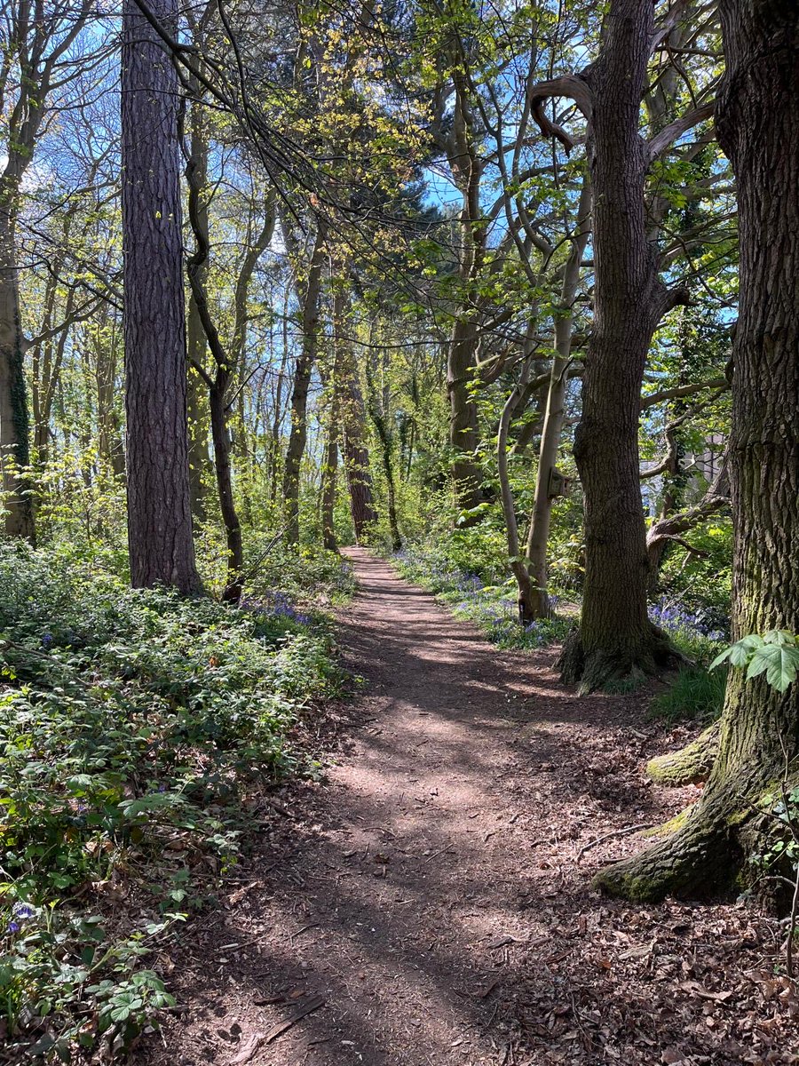 cater_paul's tweet image. Dog walking today with spot. 🐕 

#DogsofTwitter 
#dogsoftwitter