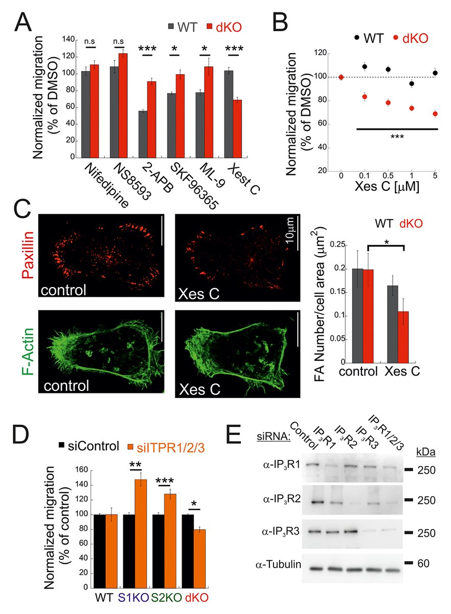 JCellBiol's tweet image. STIM-IP3R crosstalk regulates migration of #BreastCancer cells. From Ruslana Militsin, Raz Palty and colleagues: hubs.la/Q04bQpM80 

📕 From our #Cancer Cell Biology 2026 👉  hubs.la/Q04bQpL50