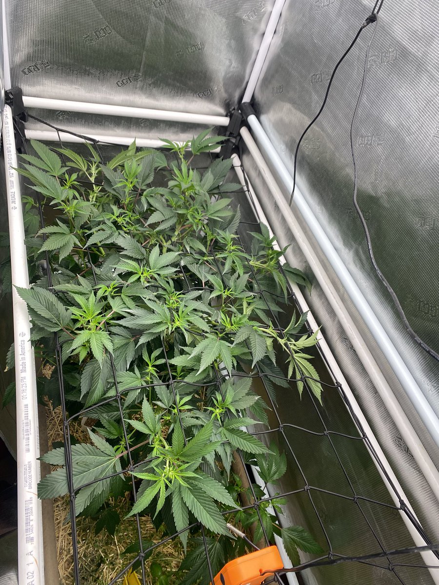 TheBigShowGrows tweet media