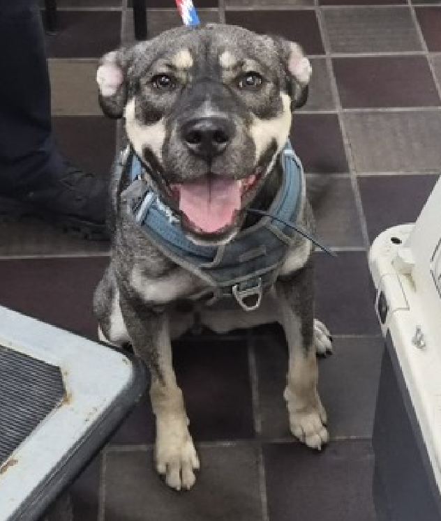 NMBewitched's tweet photo. Zion😍😇
New Dog on the Block
https://t.co/CEOKzly3A8
#AdoptMe
This #PuppyLove was great by #NYCACC w/ open arms
In fact she is already in the #AdoptionCenter #PAC at #MACC
Happy, healthy, playful & cute!
But ACC gets tired of puppies & their needs
Please hurry