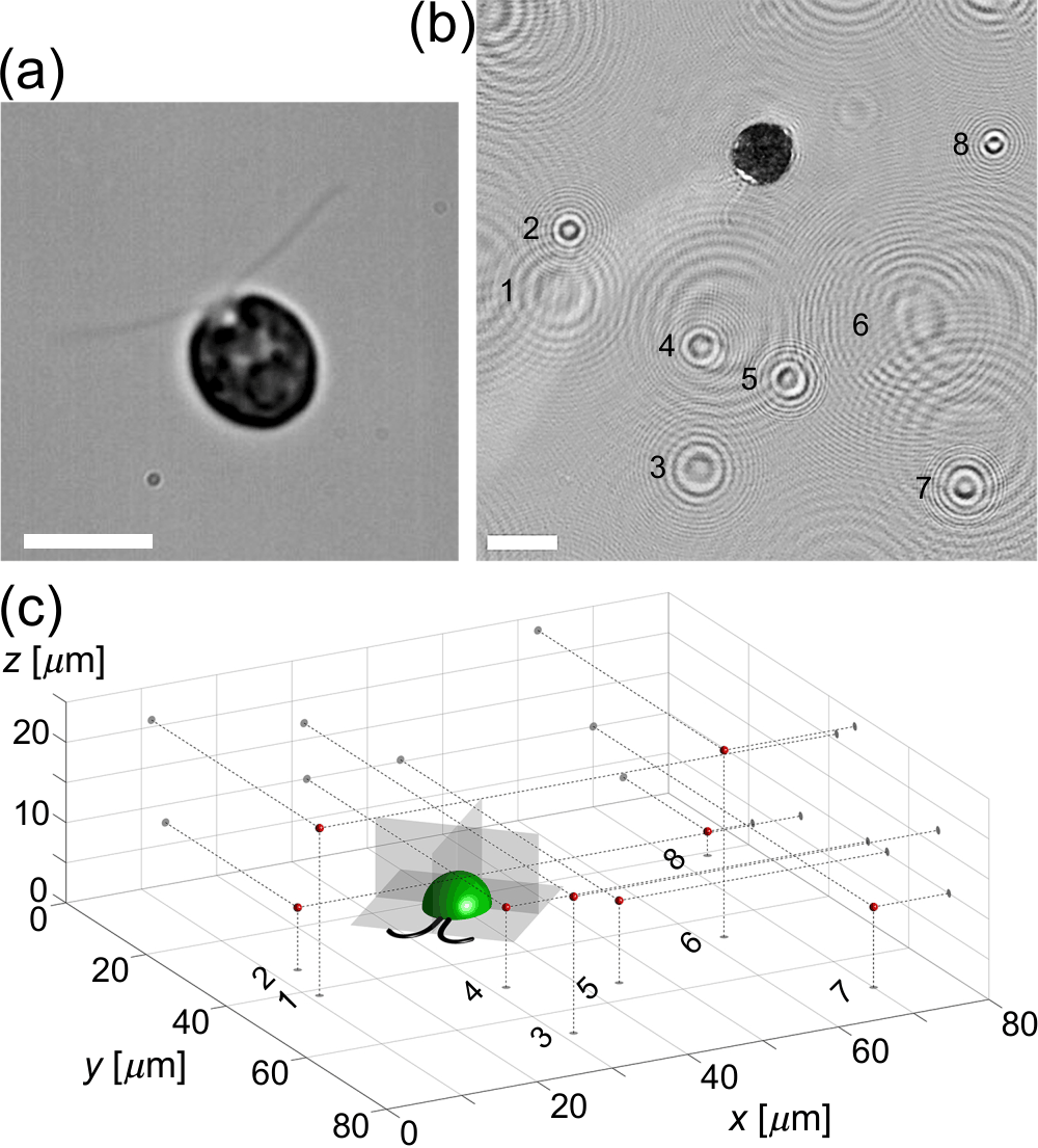 PhysRevX's tweet photo. Direct, time-resolved measurements of the 3D flow field generated by a single microalga swimming through a fluid demonstrate how 2D features, like in-plane vortices and the stagnation point, emerge due to the 3D flow. See how: https://t.co/TBouf9EISE https://t.co/cshSVKylUJ
