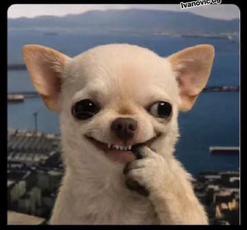 Bellah🦩 tweet media