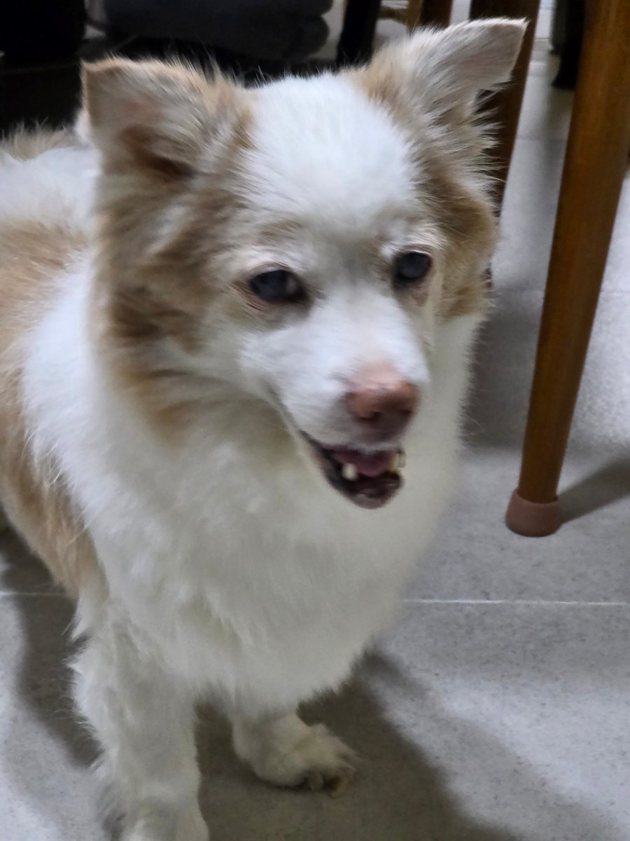 표고しいたけ tweet media