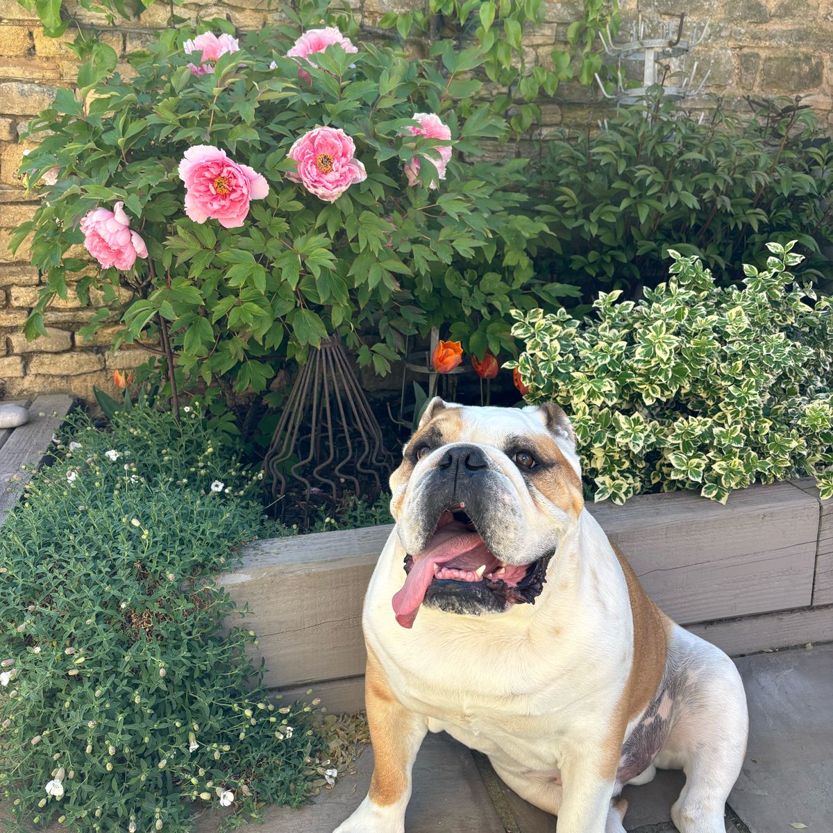barney_bulldog's tweet image. HaPeony 🌺 #FriYAY everyone! My spring peony is in flower, plus it comes with a tongue out 👅 as we’re having some amazing ☀️ ☀️ ☀️ 🐶🐾❤️ Barney #BarneyTheBulldog #DogsOfTwitter #DogsOfIG #EnglishBulldog