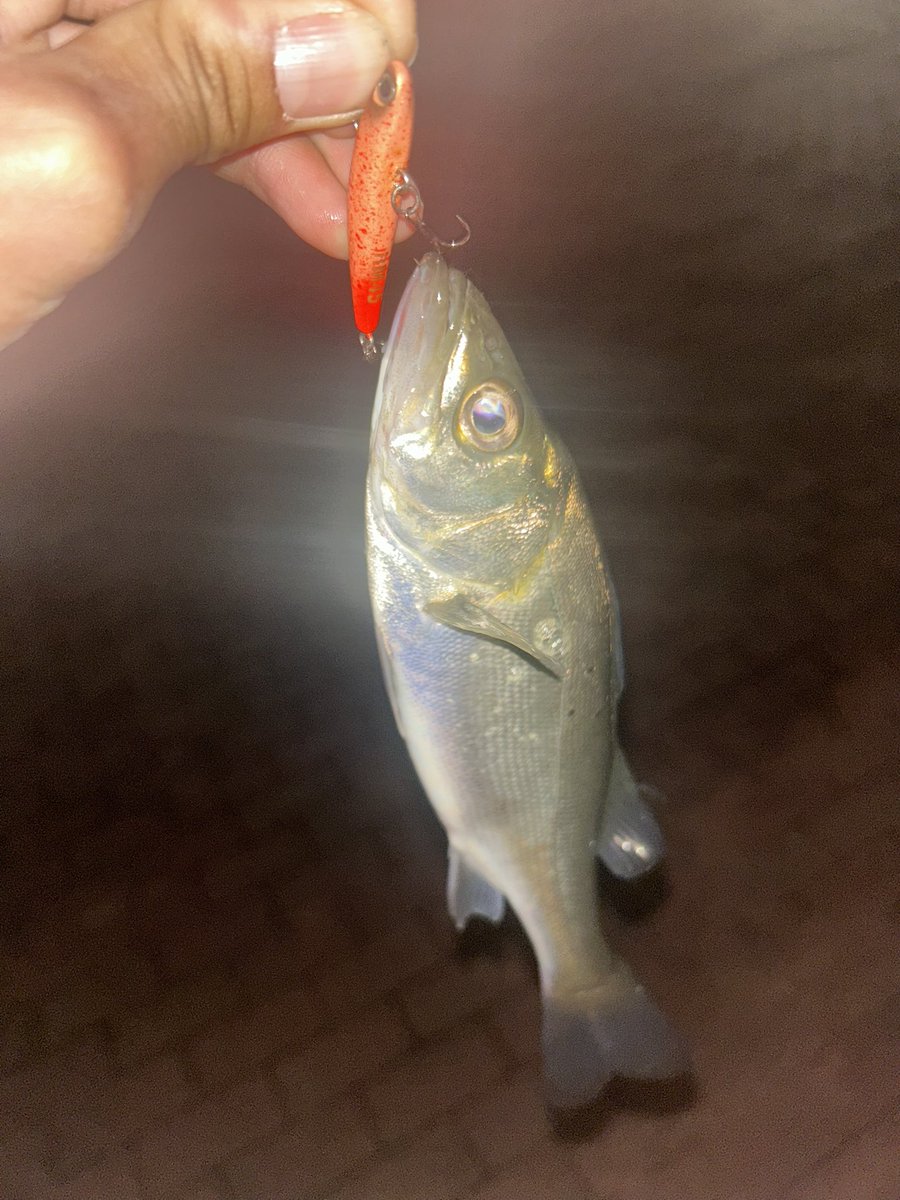 高一チャリアングラー🎣🚲🐟 tweet media