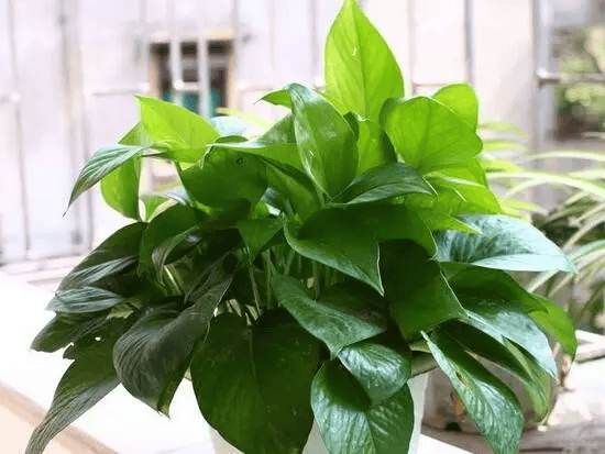 Yashwant Kumar tweet media