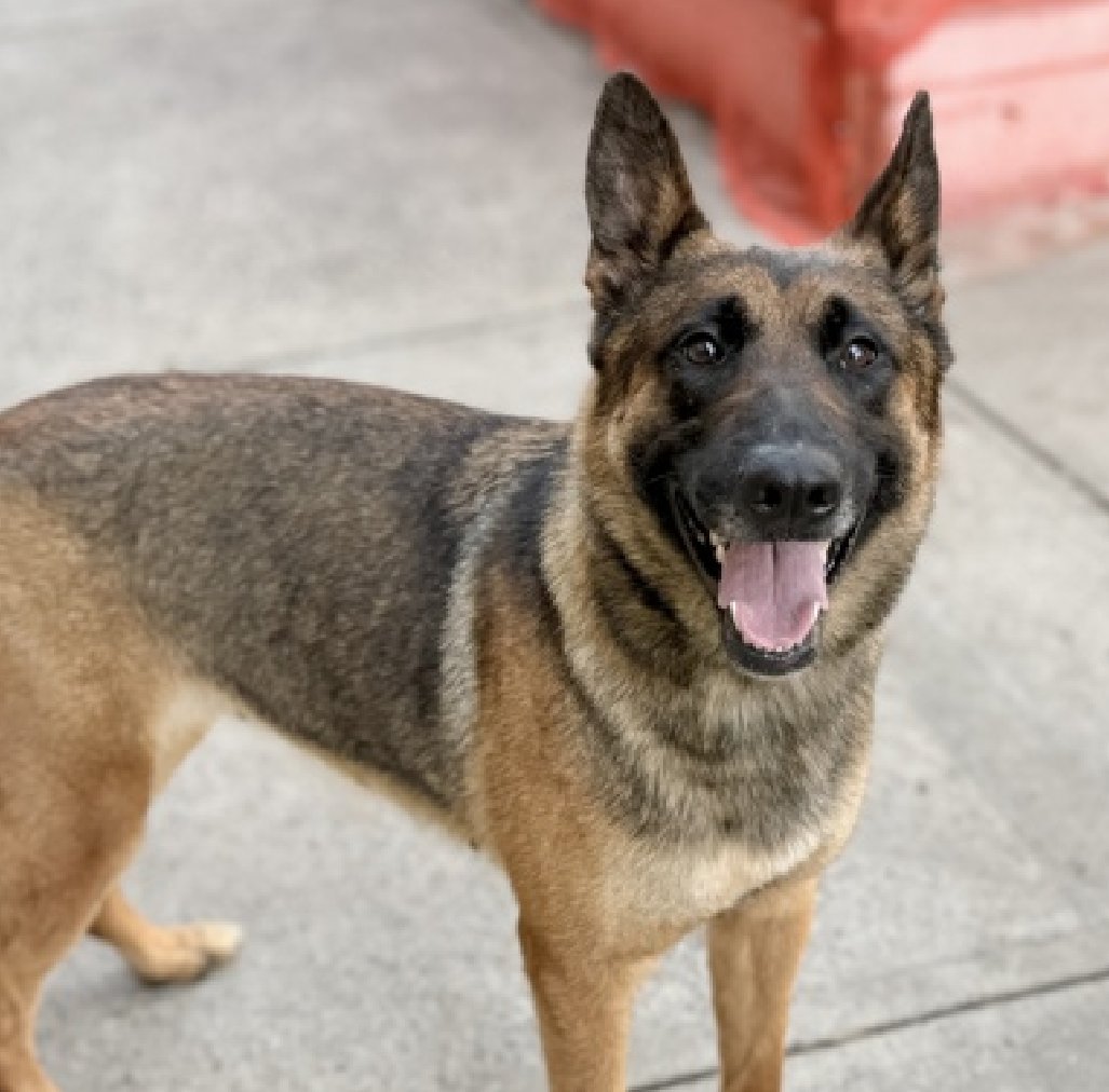 NMBewitched's tweet image. Precious😍💔
New Dog on the Block 
nycacc.app/#/browse/252644 
#AdoptMe 

#GSDLovers 
With the name of Precious at #NYCACC alarm bells should be ringing. 
ACC loves to name a dog Precious &amp;amp; Kill them
It is kind of their thing  

I could see this going either way.
The sooner she is