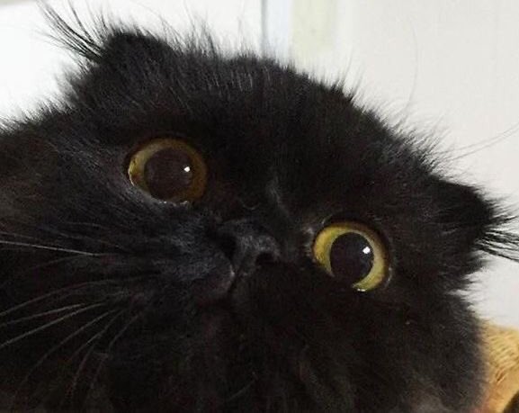 lucky maruu.☘︎ ݁˖ tweet media