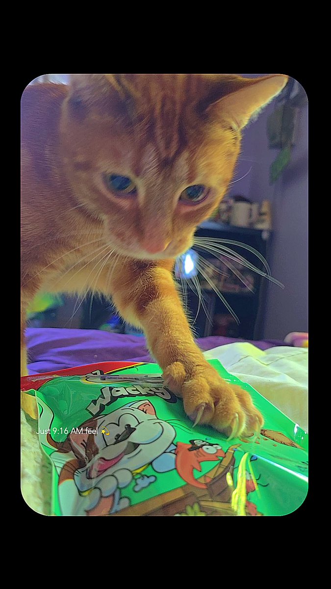 SmoakandAsh's tweet image. Happy 4th birthday, my beautiful little Edward Munson. ❤️ #catlife #catmom #EddieMunson