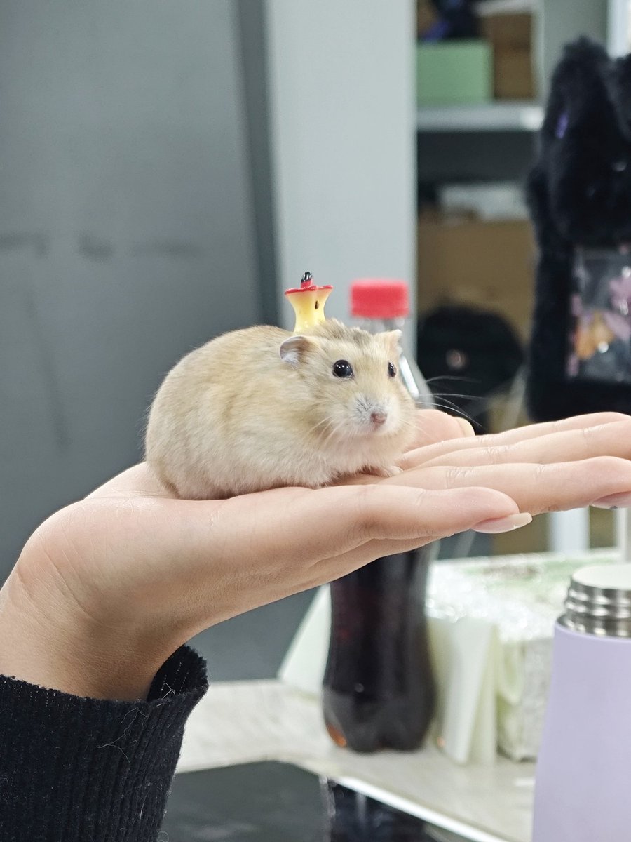 hampter🍎