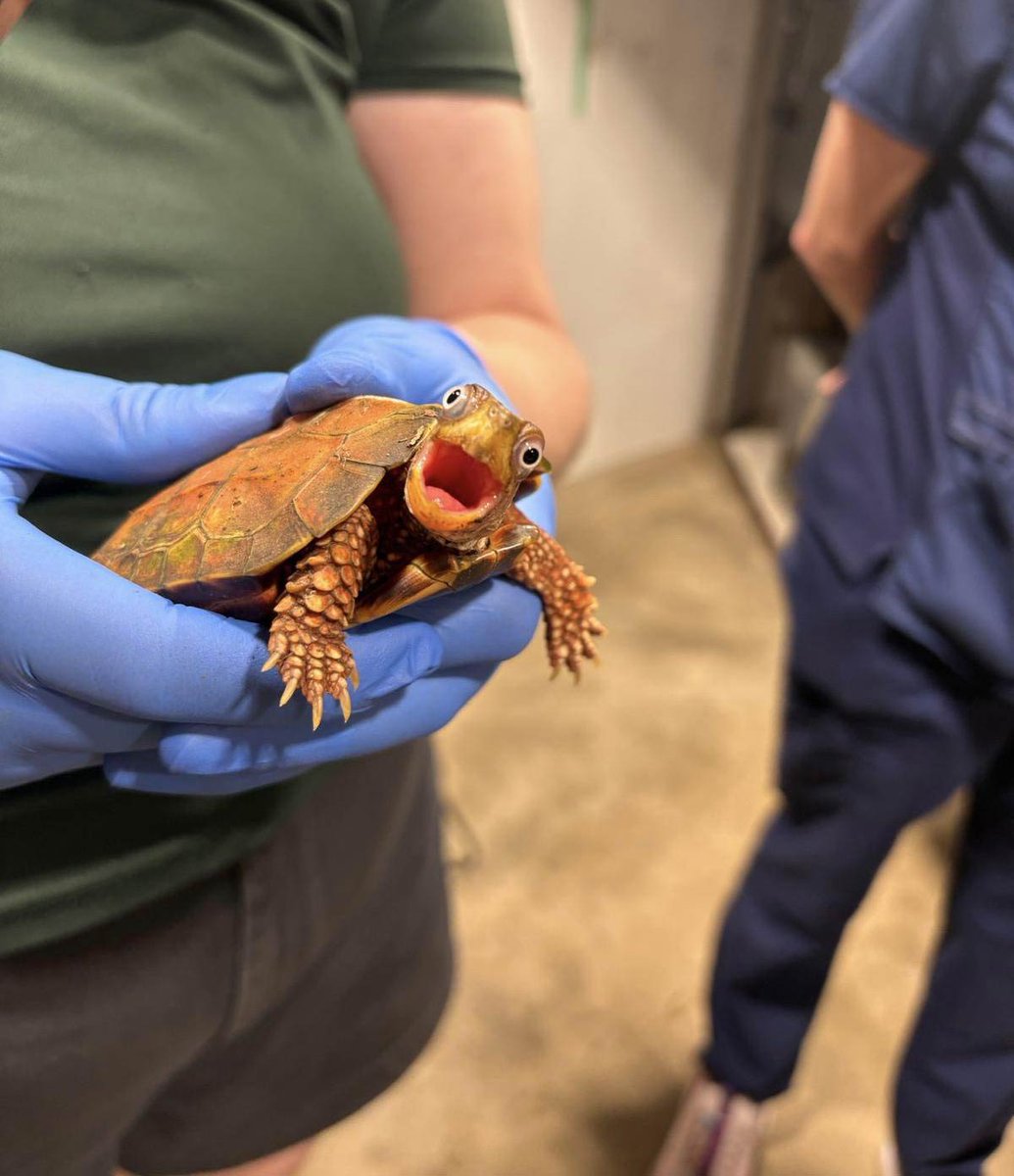 OddStuffMagazine tweet media