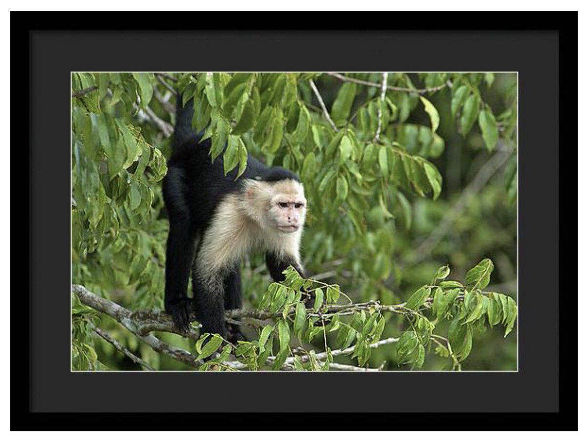 shonna99784's tweet photo. A curious capuchin monkey perches on a branch, surrounded by lush green foliage. Its intense gaze and poised stance hint at the vibrant life within the tropical rain.… 🛒 ⬇️ 

Capuchin Monkey Amidst Green Leaves https://t.co/QChJOCPNdw

#CapuchinMonkey
#WhiteFacedMonkey
#Panama https://t.co/k1C20jWYZV