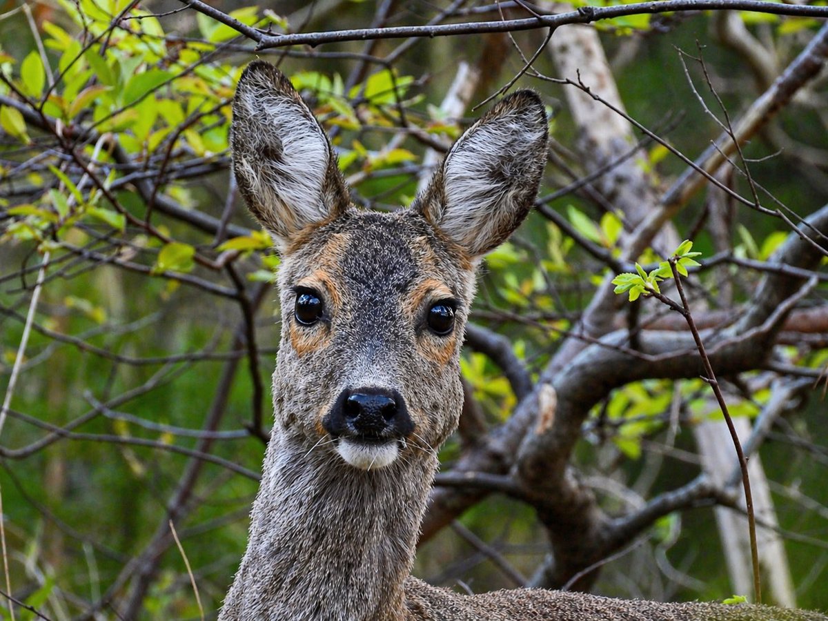 oelavans's tweet image. Twee reebruine ogen, die keken de fotograaf aan. #ree #wild #terschelling #wildlife #roedeer