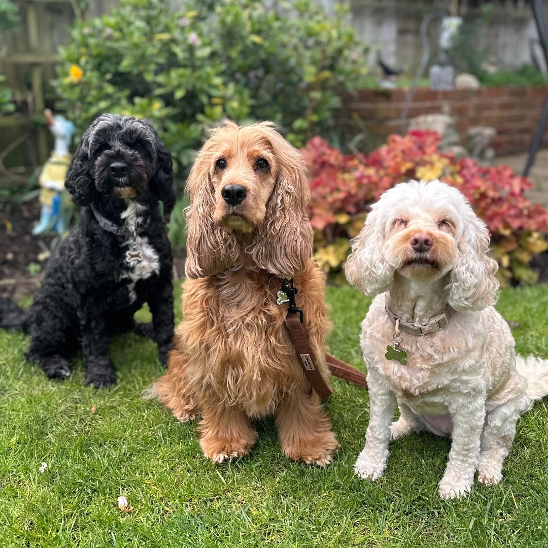 Choc Lit Publishing tweet media