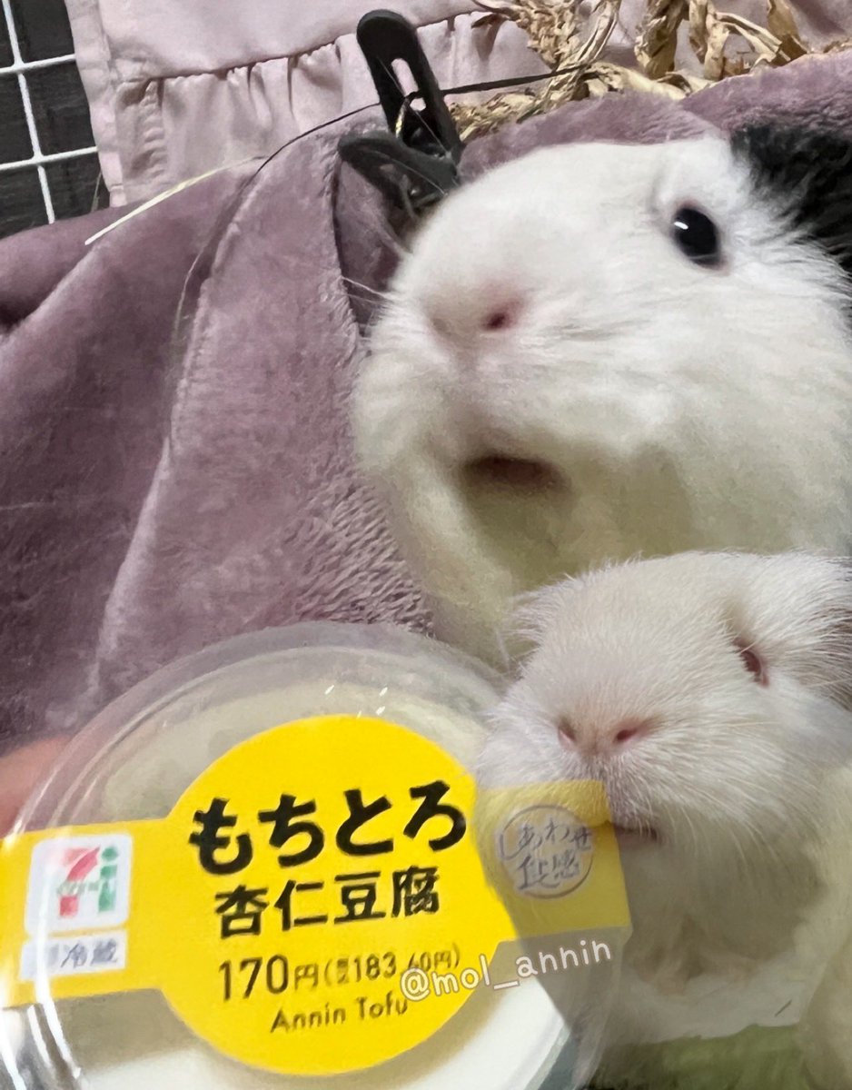 杏仁とおしるこ🫘🌹🪓 tweet media