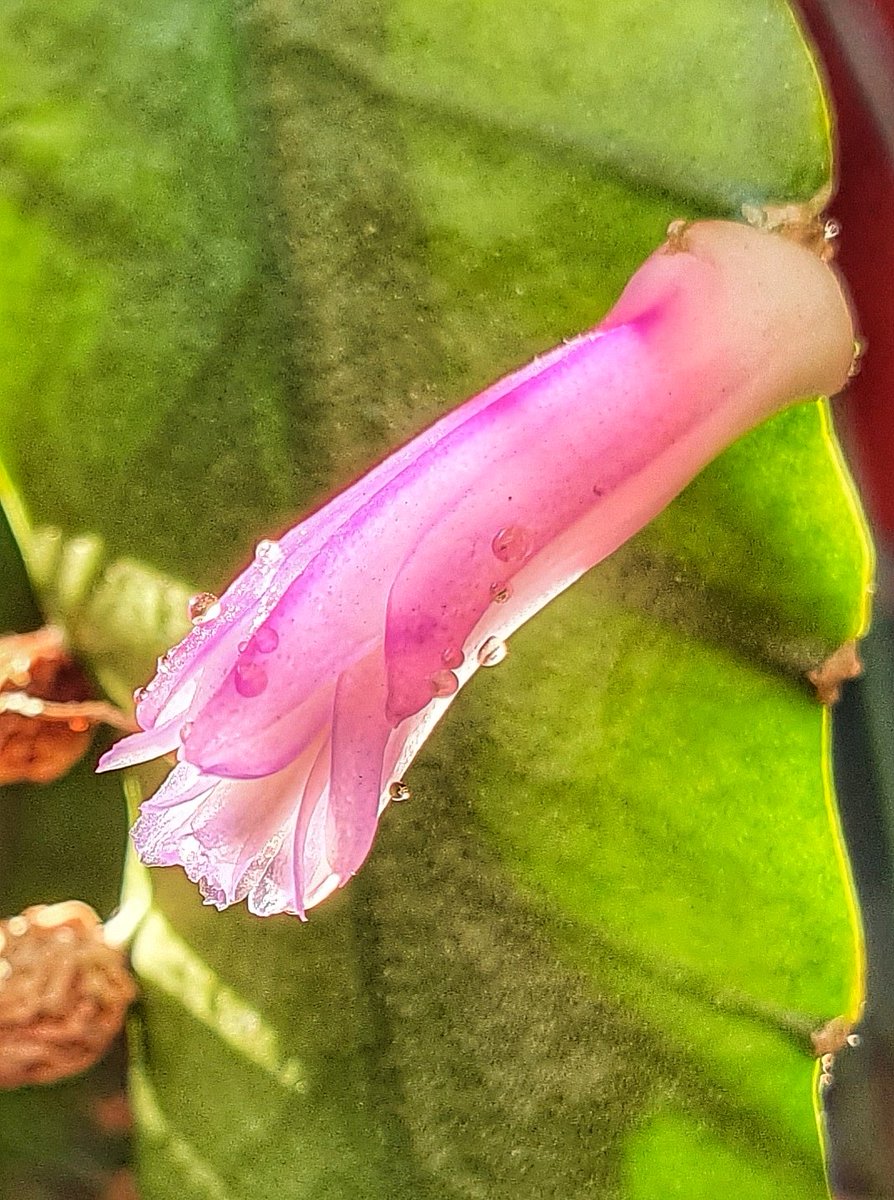 ThomasHammerich's tweet photo. πΊ Flower Friday π΅
My #Disocactus amazonicus is in bloom again. Such a beautiful flower!
#FlowersOfX #gardening #cactus #FlowersOnFriday https://t.co/F7wgf4EPkv