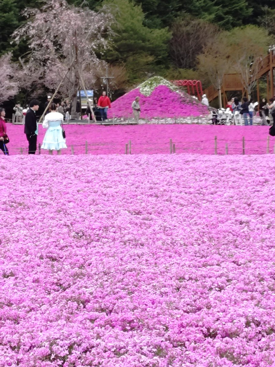 naotake_o's tweet photo. とても綺麗でした。
#富士桜まつり https://t.co/W9SvbgqIKO