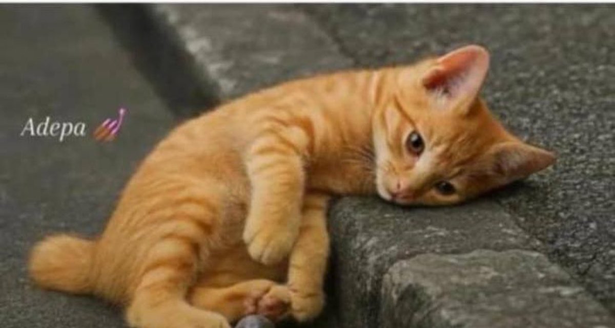 MR G🇺🇬 tweet media