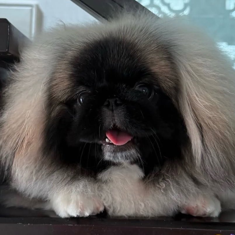 หน้าโดนแดดเผาจนไหม้เยย เด่วจะได้ทากันแดดปะป๊าปีปีแย้วนะ รออีกนิดไอ่อ้วม🐶