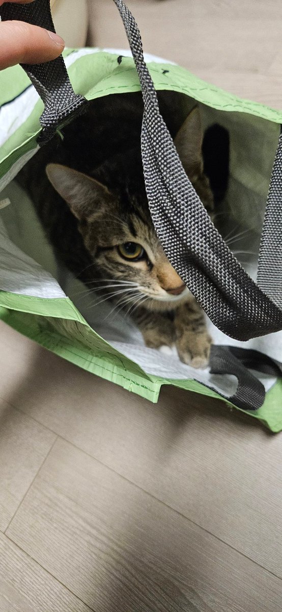 나 오늘 죽을뻔함

안방 창문 열다 투둑 소리 나더니 방충망이 휘청~~하더니 떨어짐
그거 붙잡겠다고 팔로 붙잡았다가 나까지 추락할뻔함;;;; (우리집 14층임)
결국 방충망은 떨어져서 박살

그 소리에 사랑이가 깜짝 놀라서 사라짐. 

아무리 집안을 찾아도 없고 방충망 추락한거 확인하러 뛰어나갈