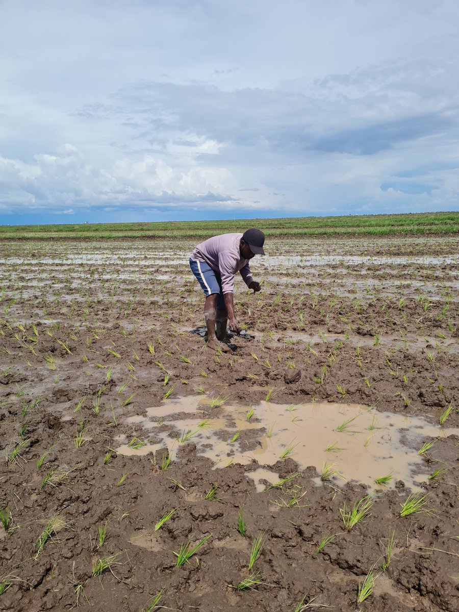 ThomasJosephat3's tweet photo. Hizi ni hatua nne muhimu sana zinazohitaji uwepo wako shambani bila kukosa.

1.Kumwaga mbegu 
2.Kupanda
3.Palizi&amp;kupiga mbolea 
4.Mavuno https://t.co/fhKASJoR8p