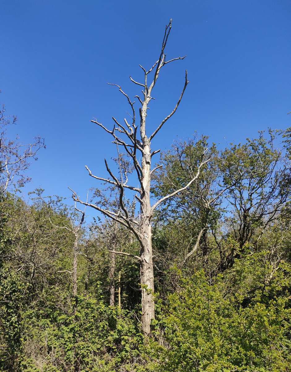 Tree_Folklore's tweet image. There is no such thing as a dead tree 🪾

A standing dead tree is known as a snag and they quickly become stand alone vertical worlds filled with life.

Woodpeckers, new arrivals in Ireland, having been driven to extinction but habitat loss, carve out holes that later shelter