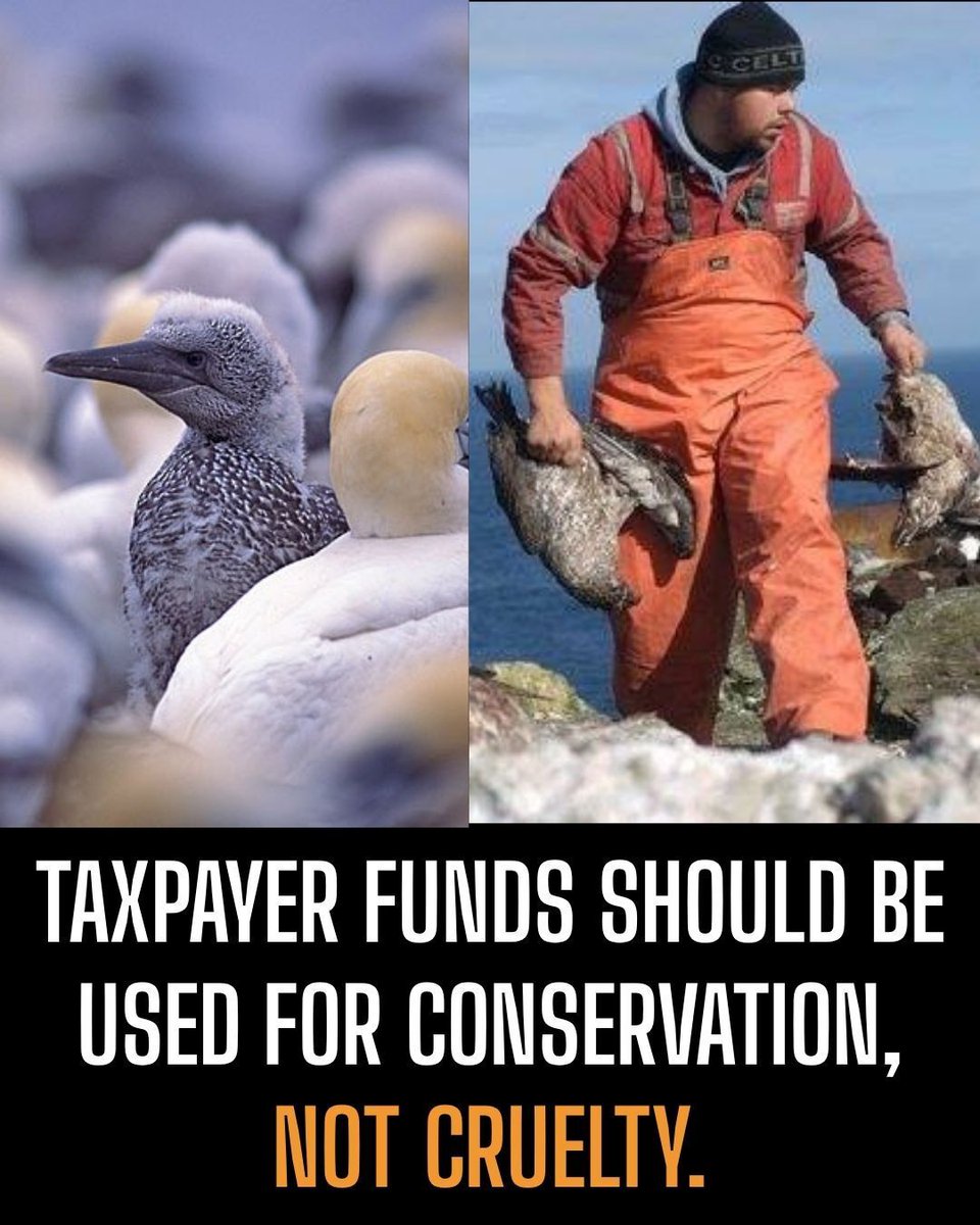 Protect the Wild tweet media