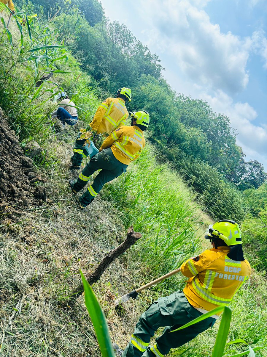 Bomberos forestales del BCBP reforestaron en las riberas del río Portoviejo. La actividad se desarrolló bajo la coordinación de la Dirección de Riesgo y Sostenibilidad Ambiental de la Alcaldía, con el objetivo de fortalecer la recuperación de áreas verdes  proteger el ecosistema.