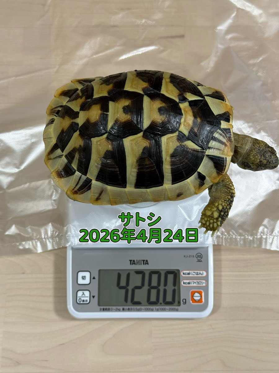 TSatoshi31207's tweet photo. https://t.co/o1L88ub68S