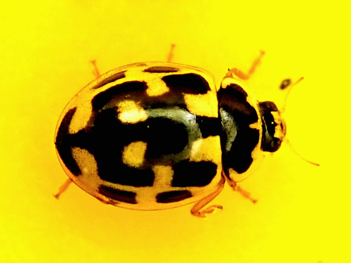 Mary van der Es tweet media