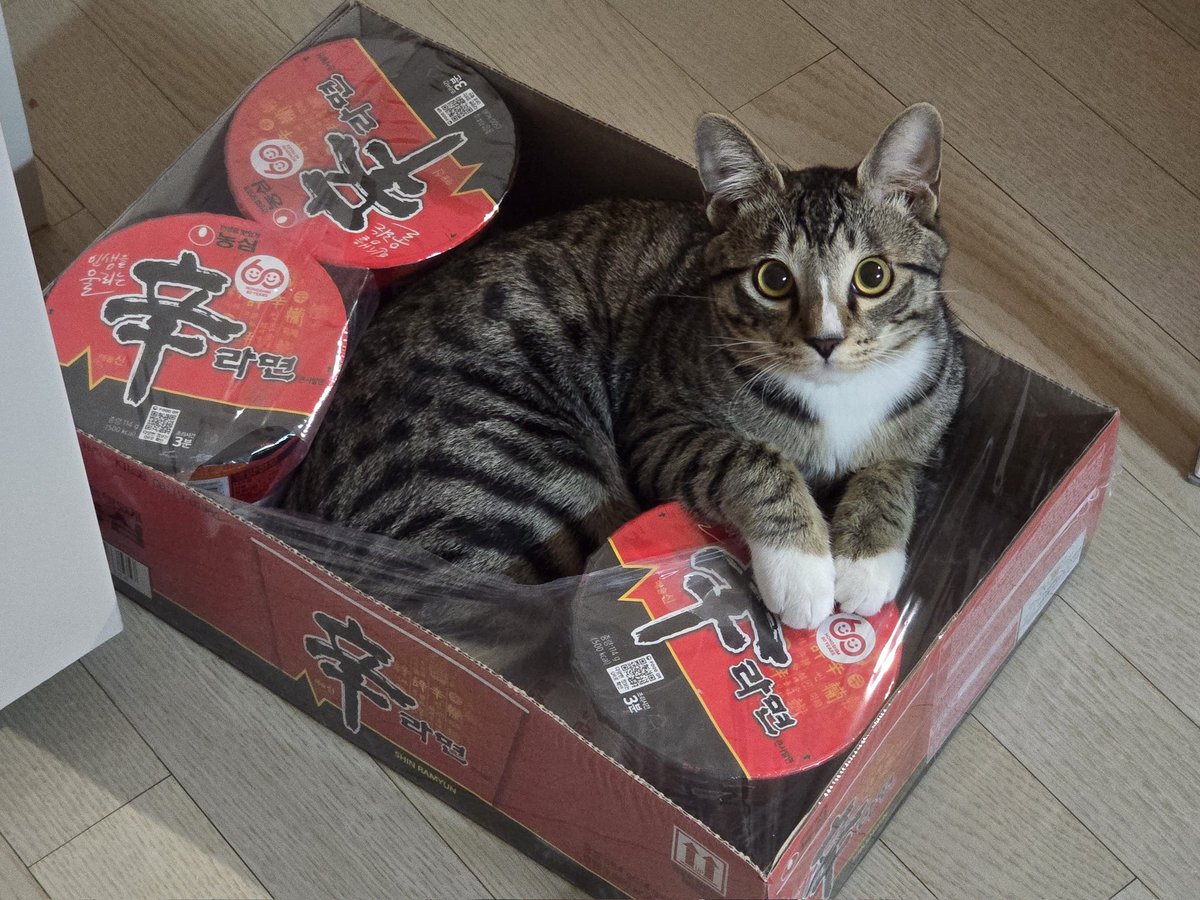 어리 𝒕𝒉𝒆 𝒈𝒓𝒆𝒂𝒕 𝒄𝒂𝒕 tweet media