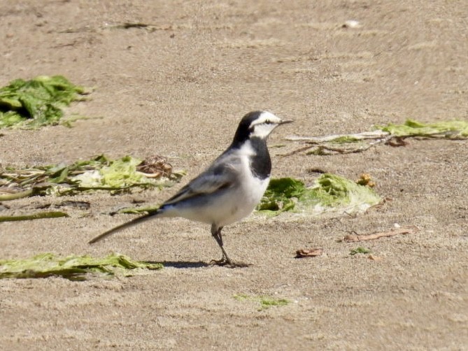 rbabox's tweet image. A White Wagtail has just been confirmed in Sonoma County, California (CODE 3) ebird.org/checklist/S326… Photo: Tiffany Erickson #ABARare #birding