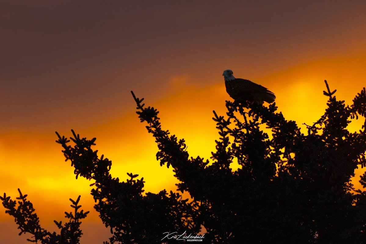 Kris Luckenbach tweet media