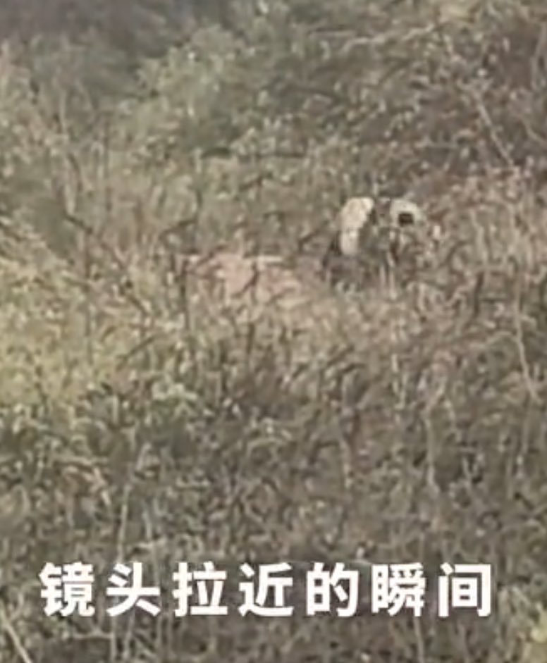 mickeyminnie611's tweet image. #大熊猫野化培训周记🌿🎋
#融生
#RongSheng
山间茂密的丛林，
为监测人员寻找“融生”的身影，
增加了不少难度，
这次探班是否能顺利见到它？
点进视频揭开答案
吧.....
cr. 中国大熊猫保护研究中心weibo Apr.24