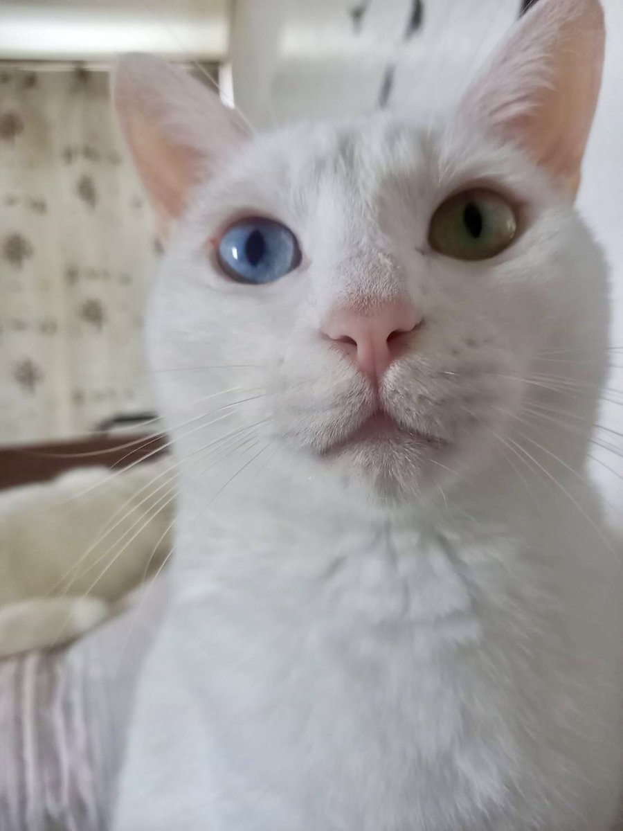 【迷い猫捜索中】リリ&ポポ tweet media