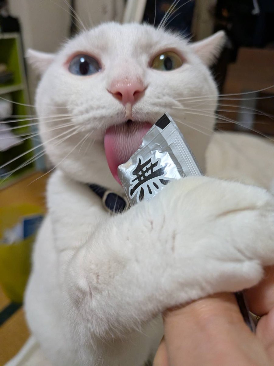 【迷い猫捜索中】リリ&ポポ tweet media