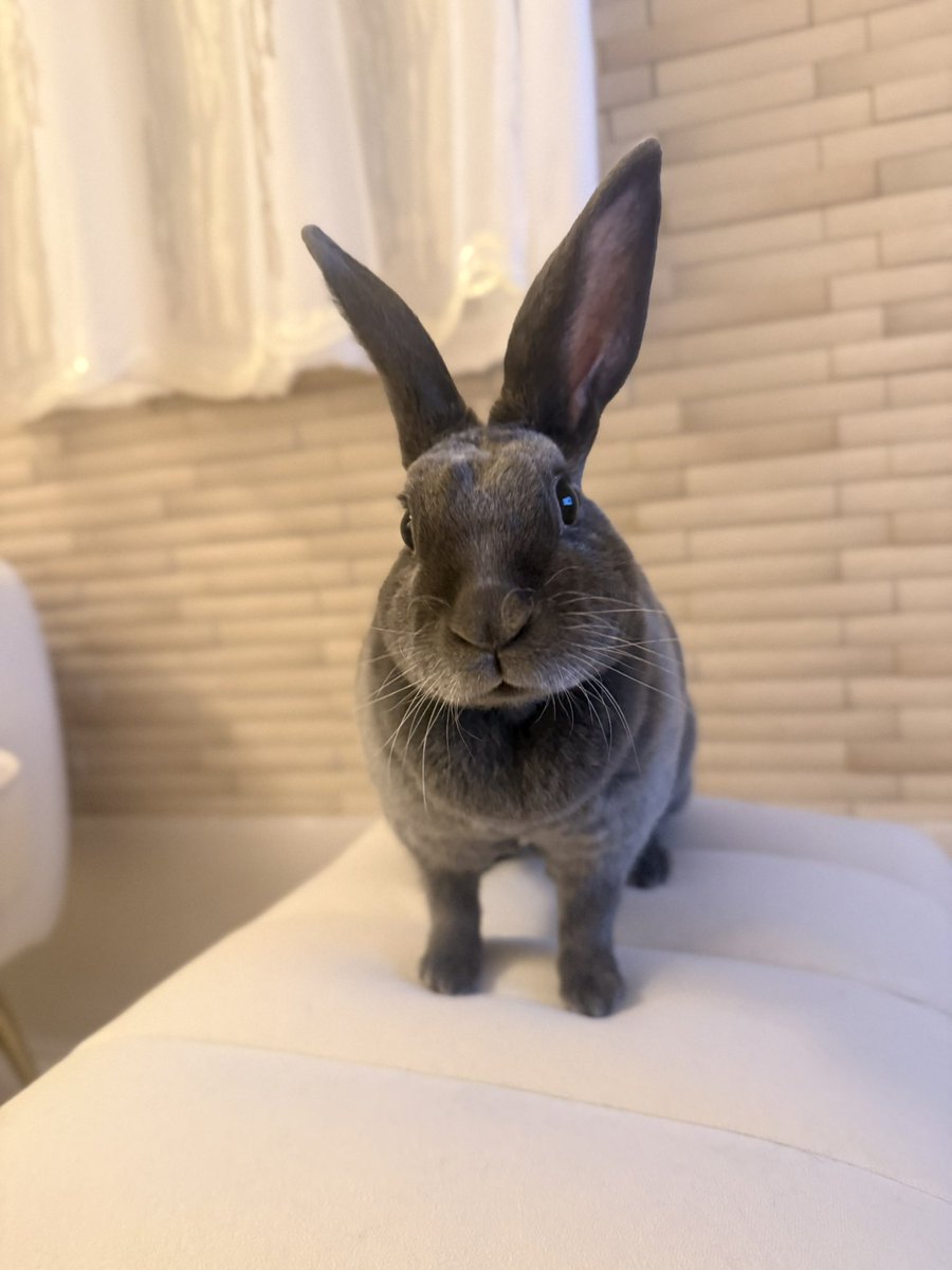 低糖🐰🥥 tweet media