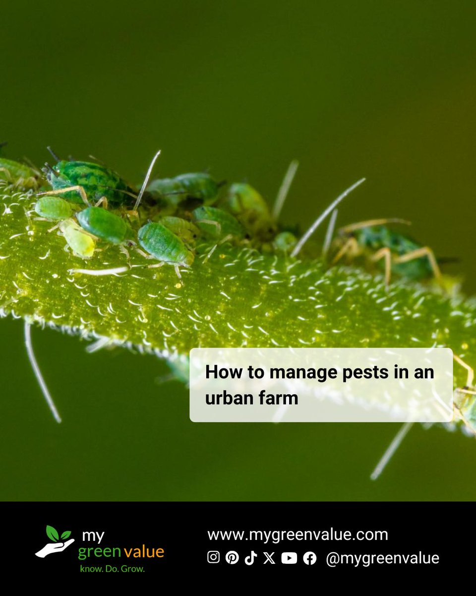 Mygreenvalue's tweet image. How to manage pests in an urban farm. 
read full post at mygreenvalue.com/how-to-manage-…  

#mygreenvalue #urbanfarming #pestmanagement