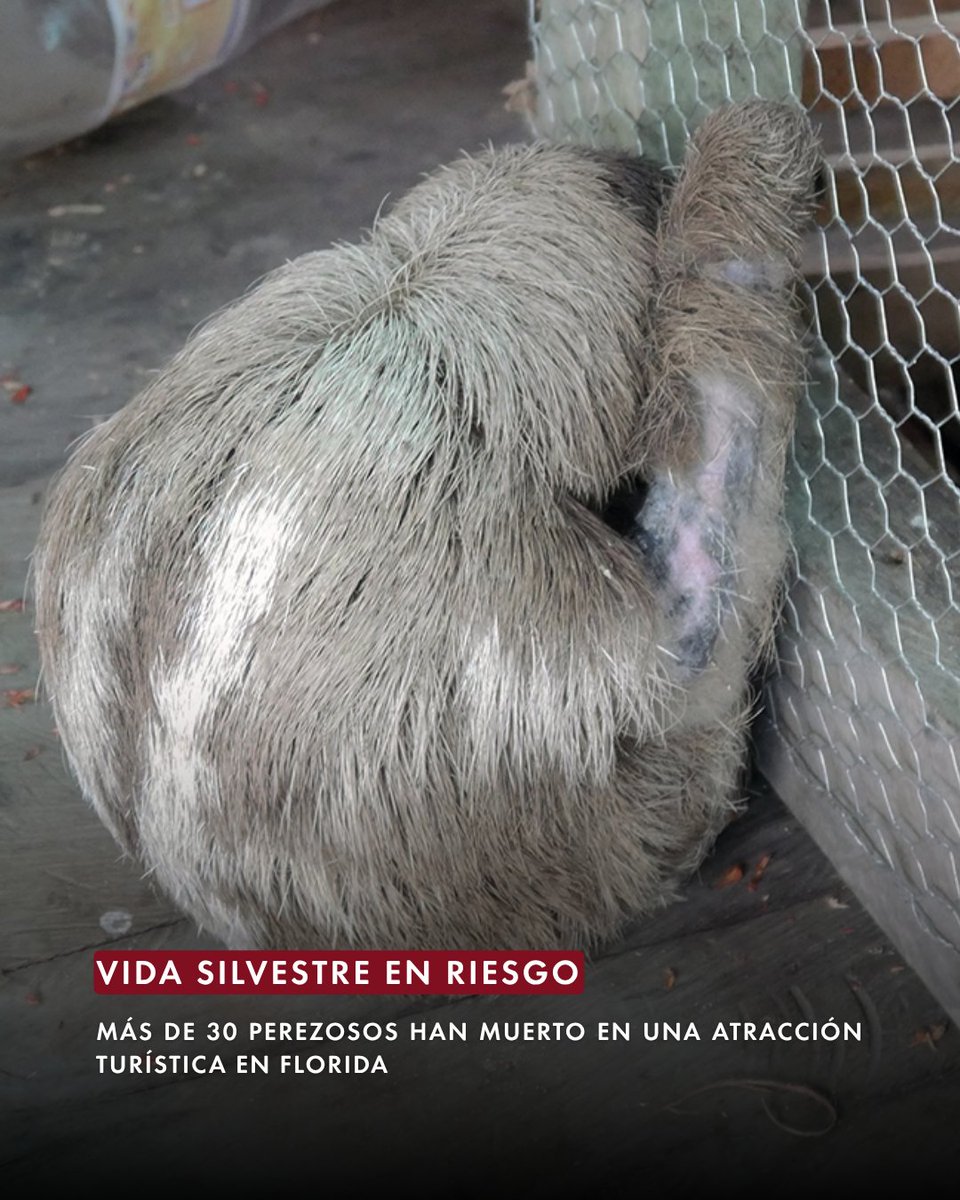 Protección Animal Mundial tweet media
