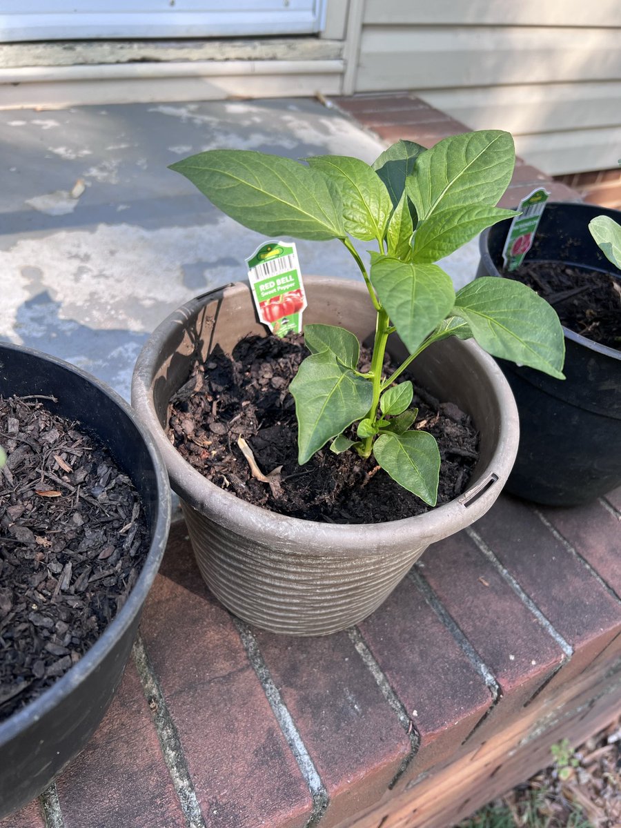 Iamtuquay's tweet image. Started my garden this year #year2 #learning #garden #plants #viral #fyp #diy #cucumber #watermelon #bellpepper