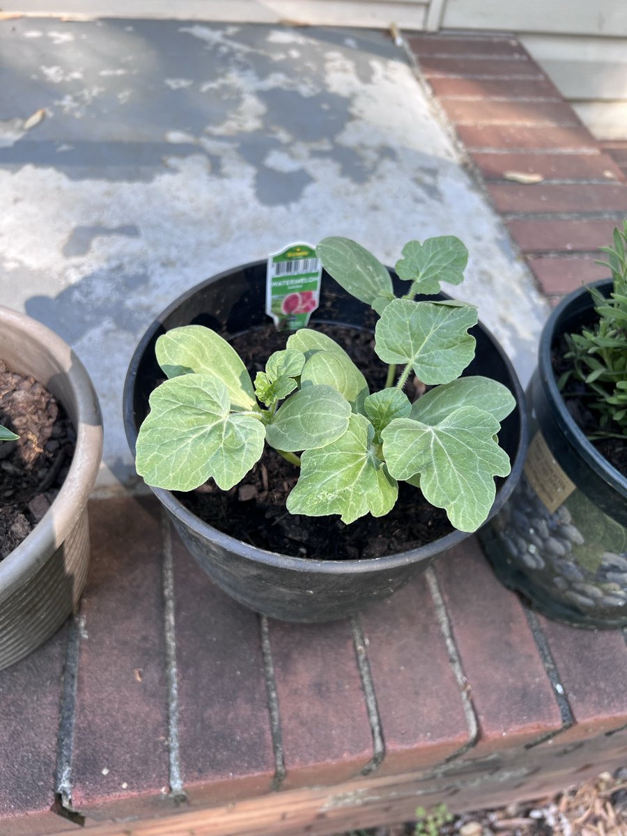 Iamtuquay's tweet image. Started my garden this year #year2 #learning #garden #plants #viral #fyp #diy #cucumber #watermelon #bellpepper