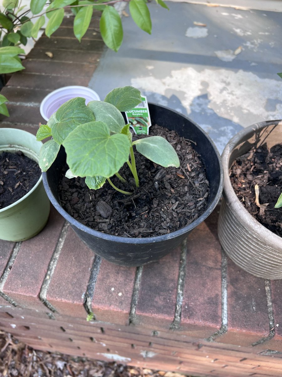 Iamtuquay's tweet image. Started my garden this year #year2 #learning #garden #plants #viral #fyp #diy #cucumber #watermelon #bellpepper