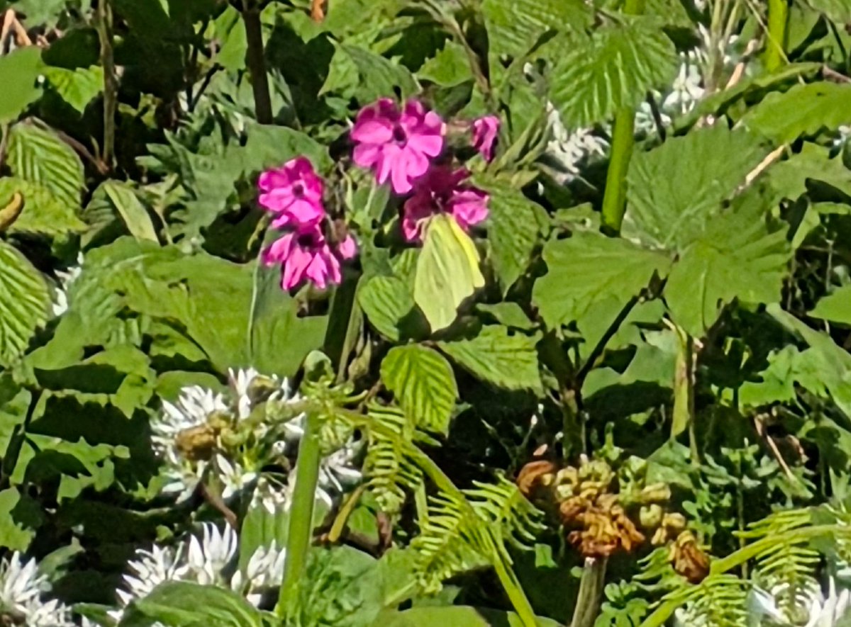 AHaglington's tweet image. 24 April 2026 
#MaryTavy #Dartmoor
#Devon #England