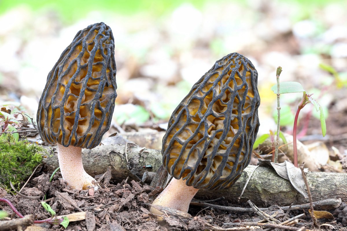 Jaroslav Macháček tweet media